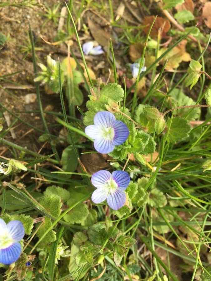 Veronica filiformis