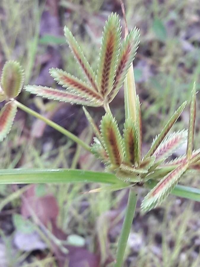 Cyperus compressus