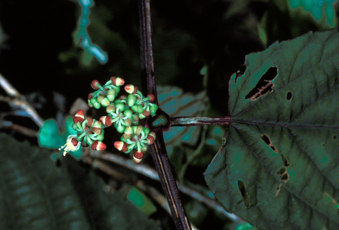 Cissus discolor