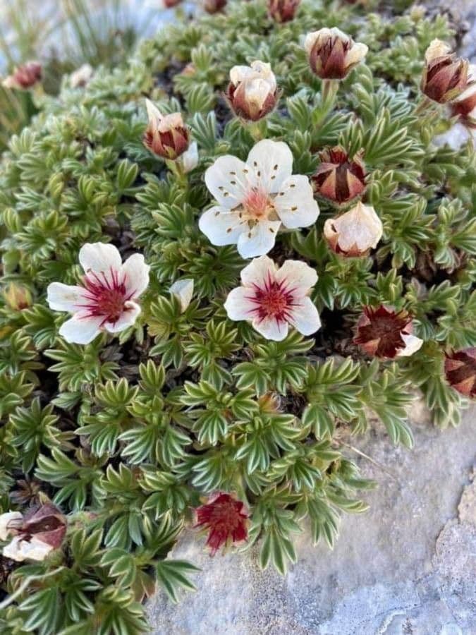 Potentilla nitida