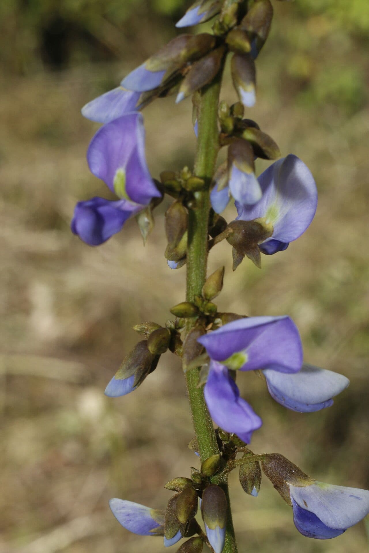 Pachyrhizus erosus