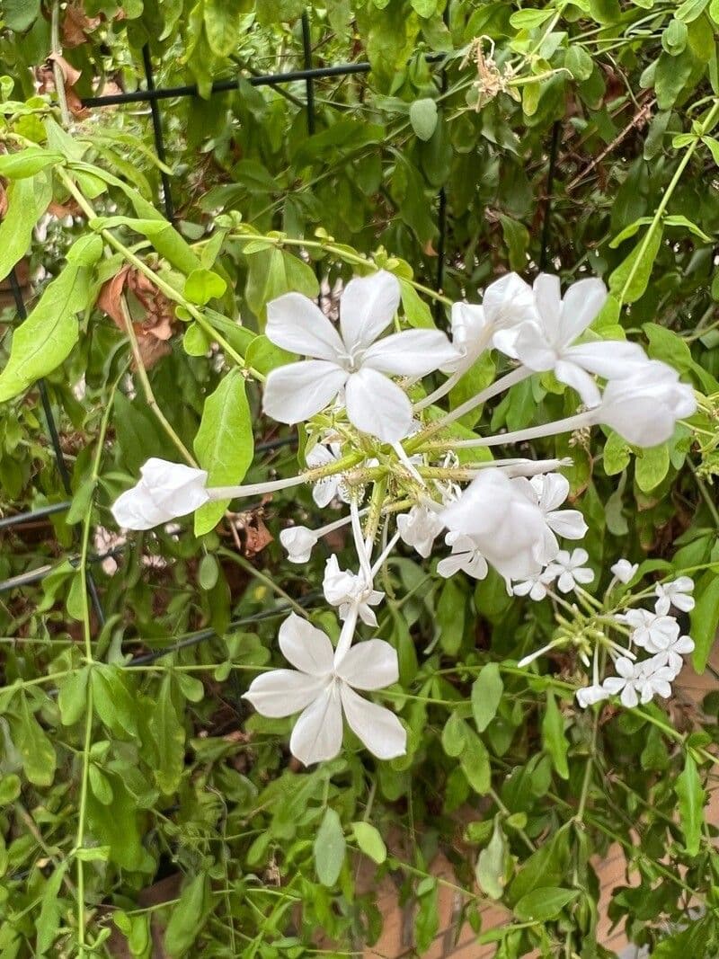 Plumbago zeylanica