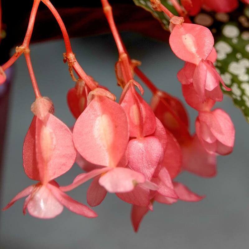 Begonia maculata