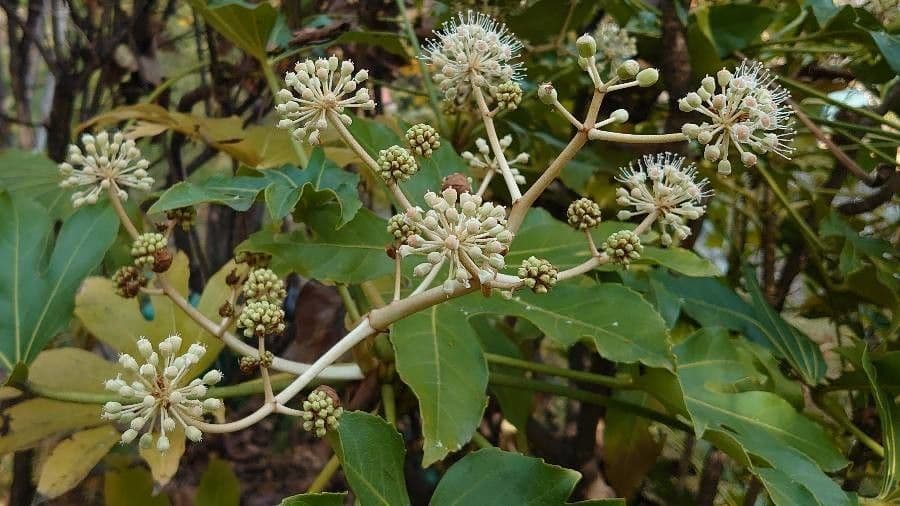 Fatsia japonica