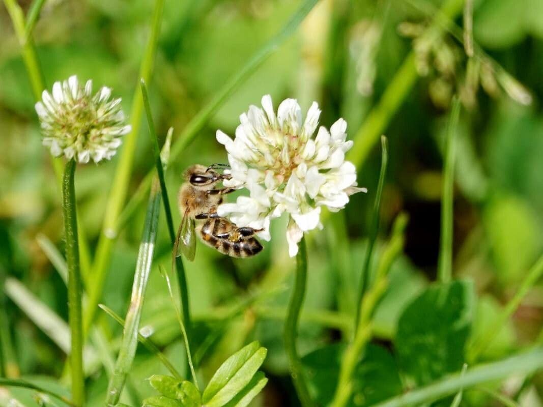 Trifolium repens