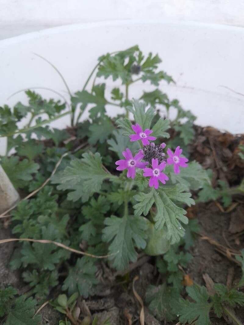 Verbena pumila