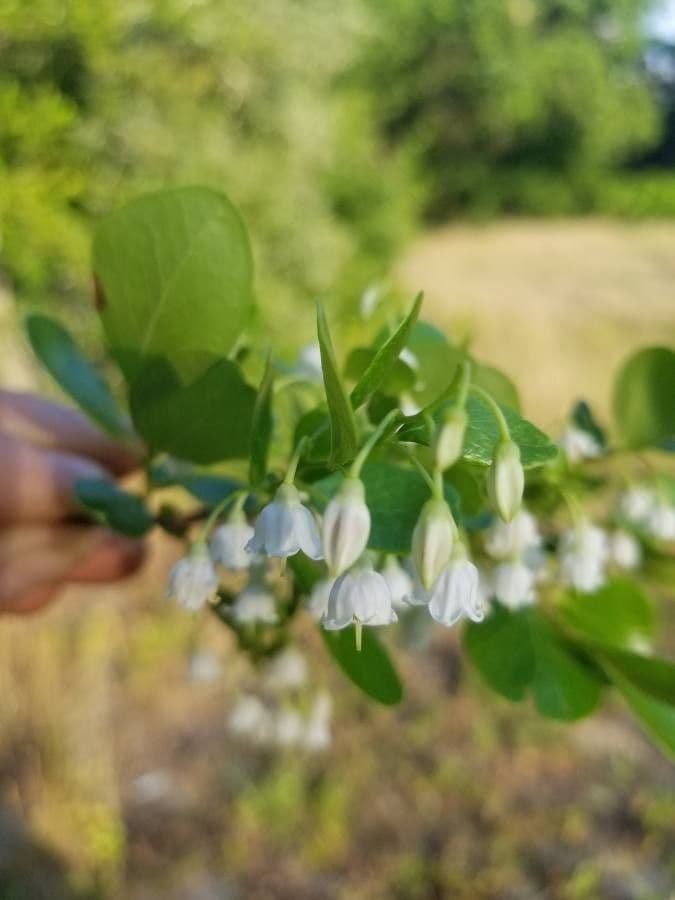 Vaccinium arboreum