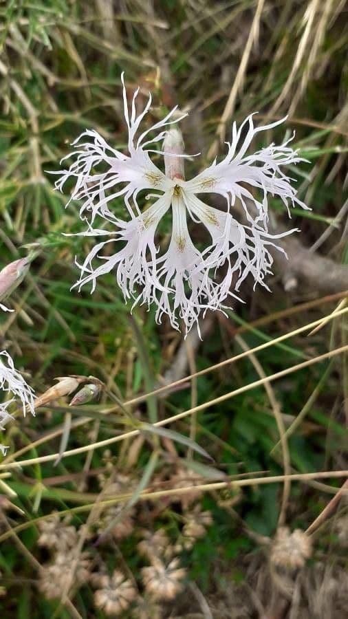 Dianthus superbus