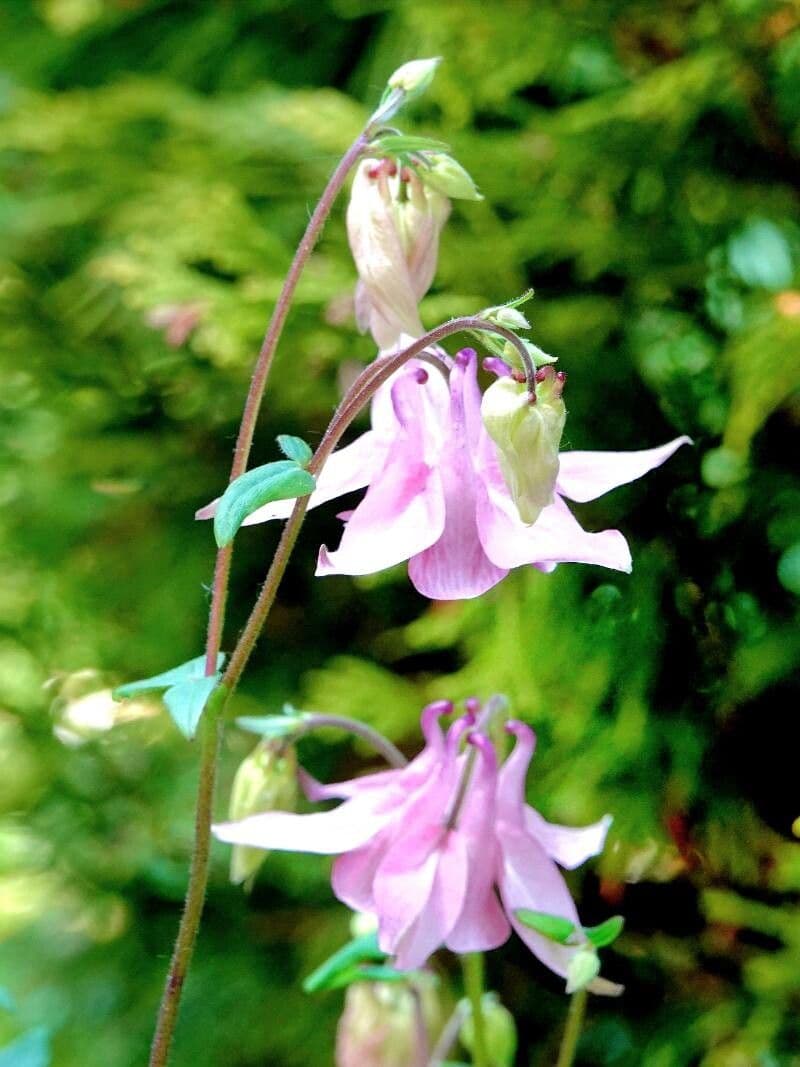 Aquilegia nigricans