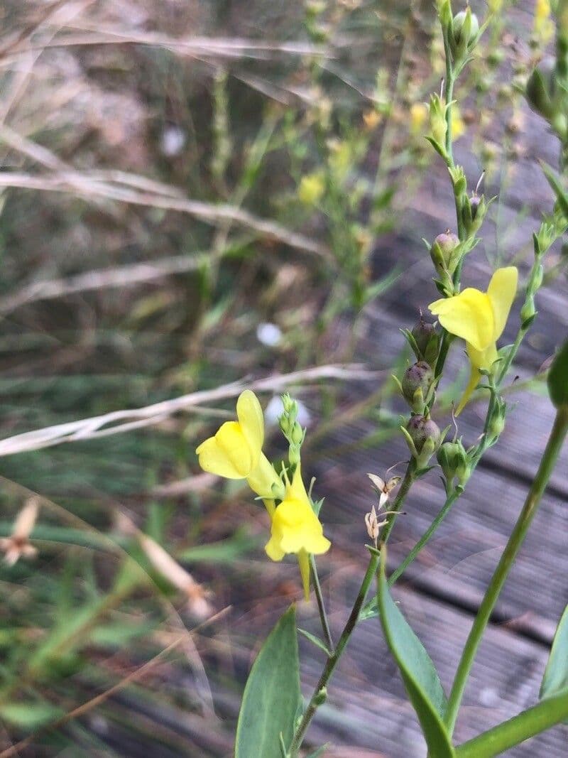 Linaria genistifolia