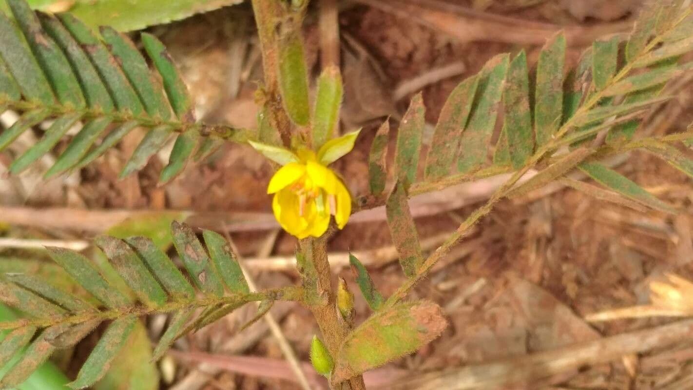 Chamaecrista fallacina