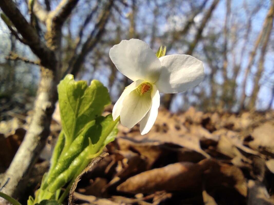 Viola alba