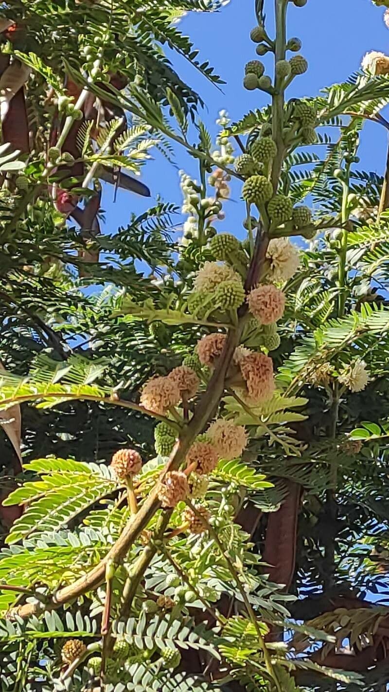 Leucaena leucocephala