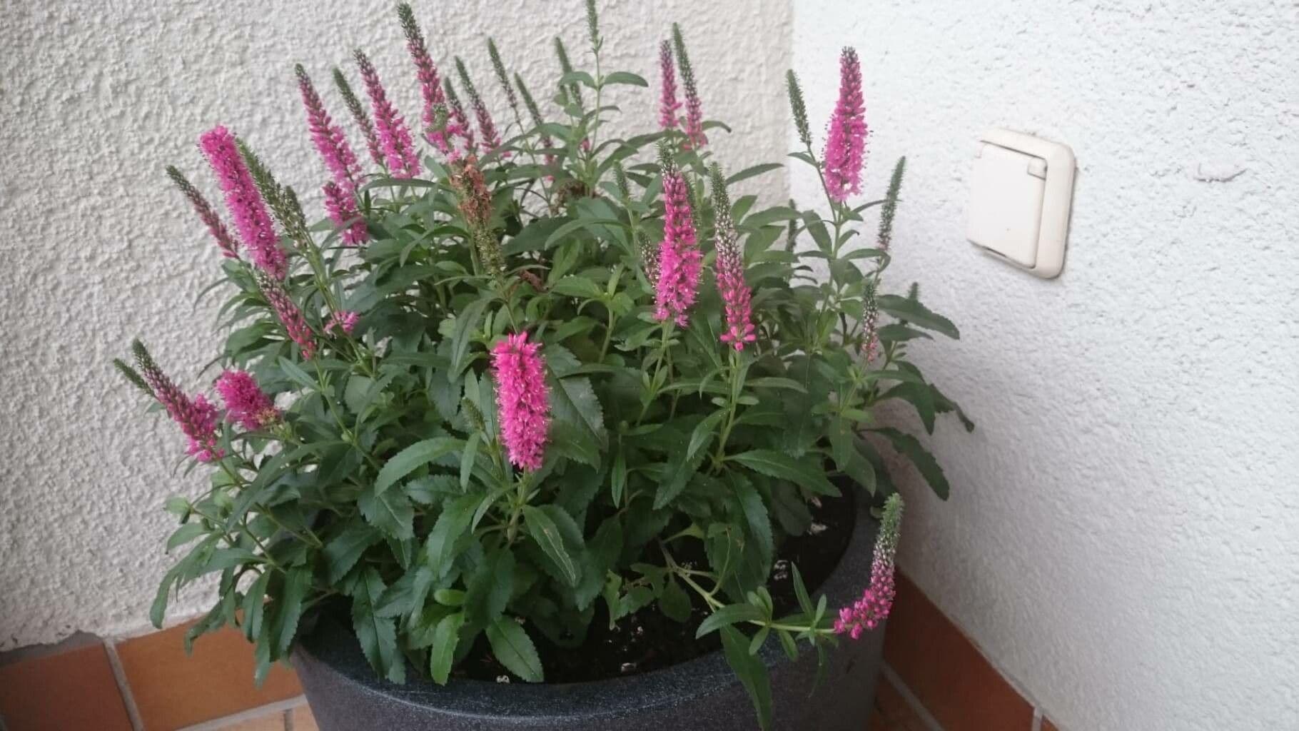 Veronica spicata