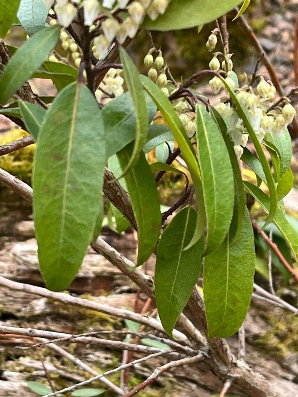 Zenobia pulverulenta