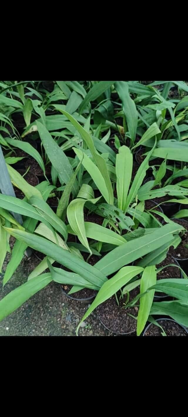 Anthurium vittariifolium