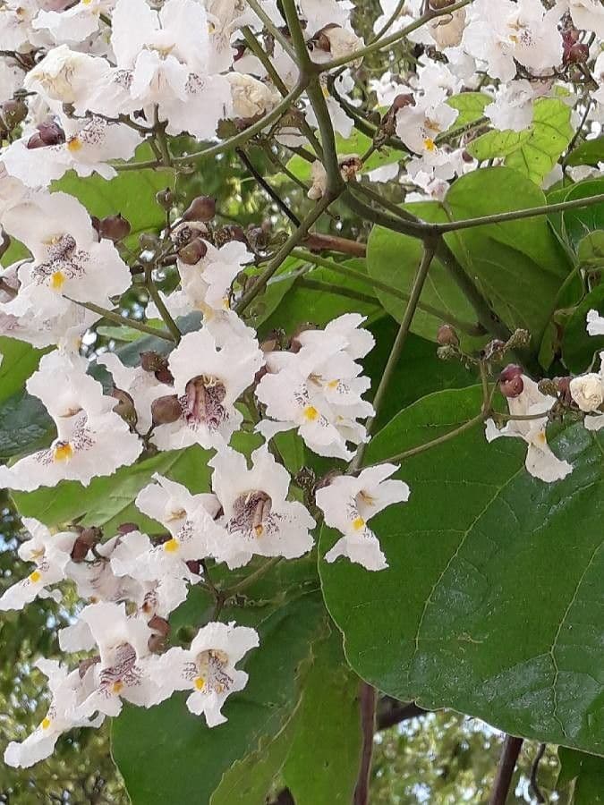 Catalpa bignonioides