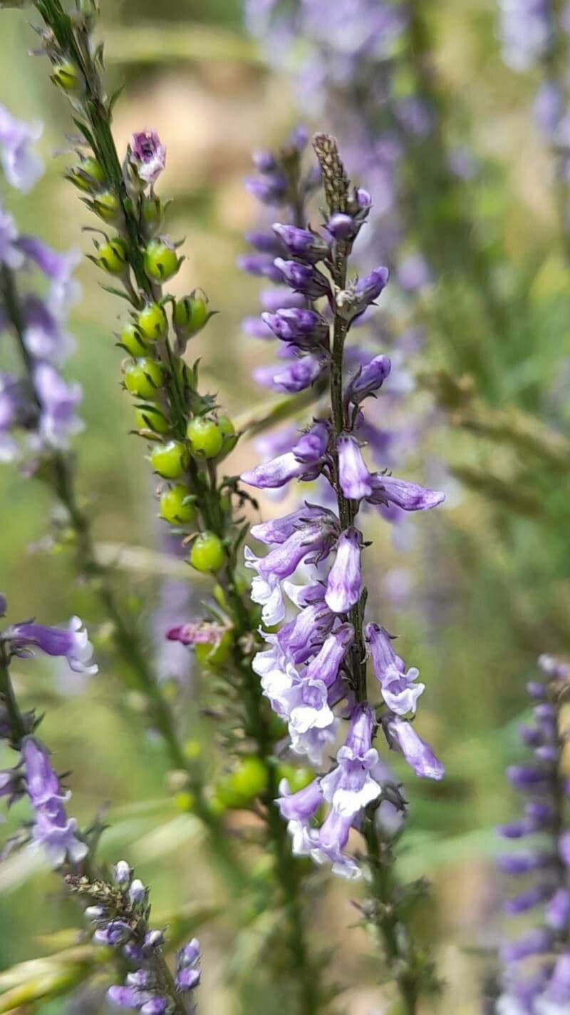Anarrhinum bellidifolium