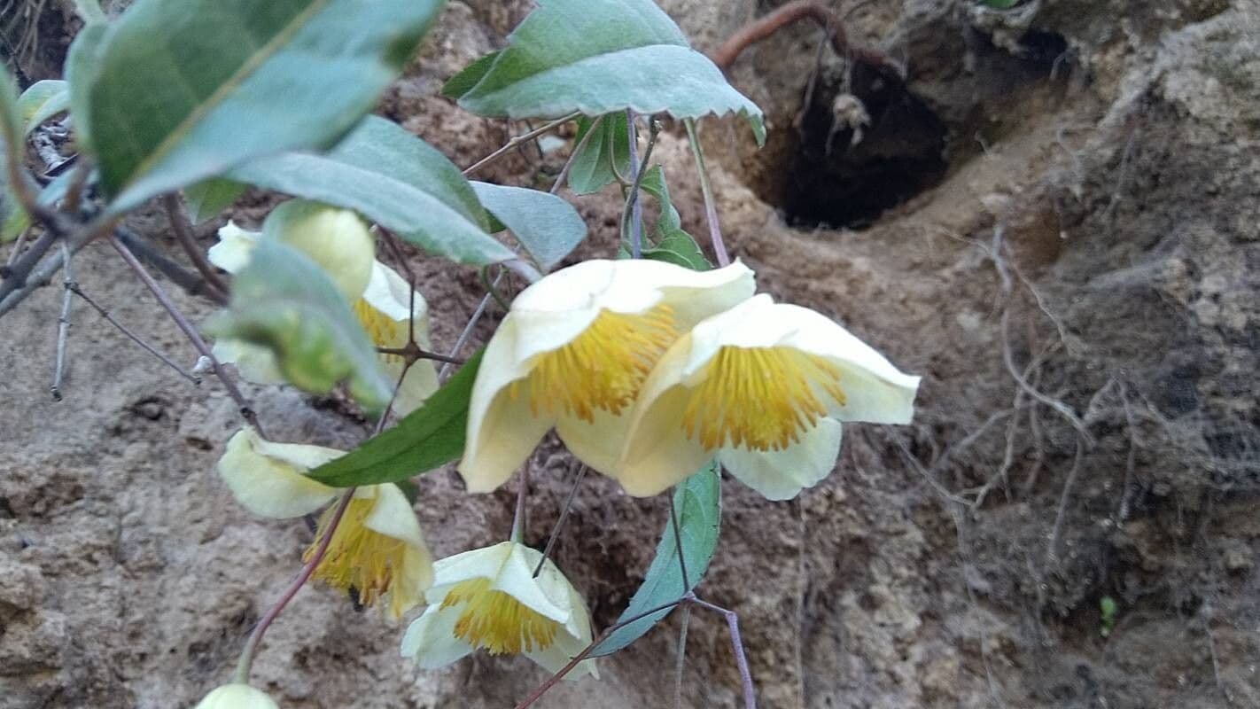 Clematis mauritiana