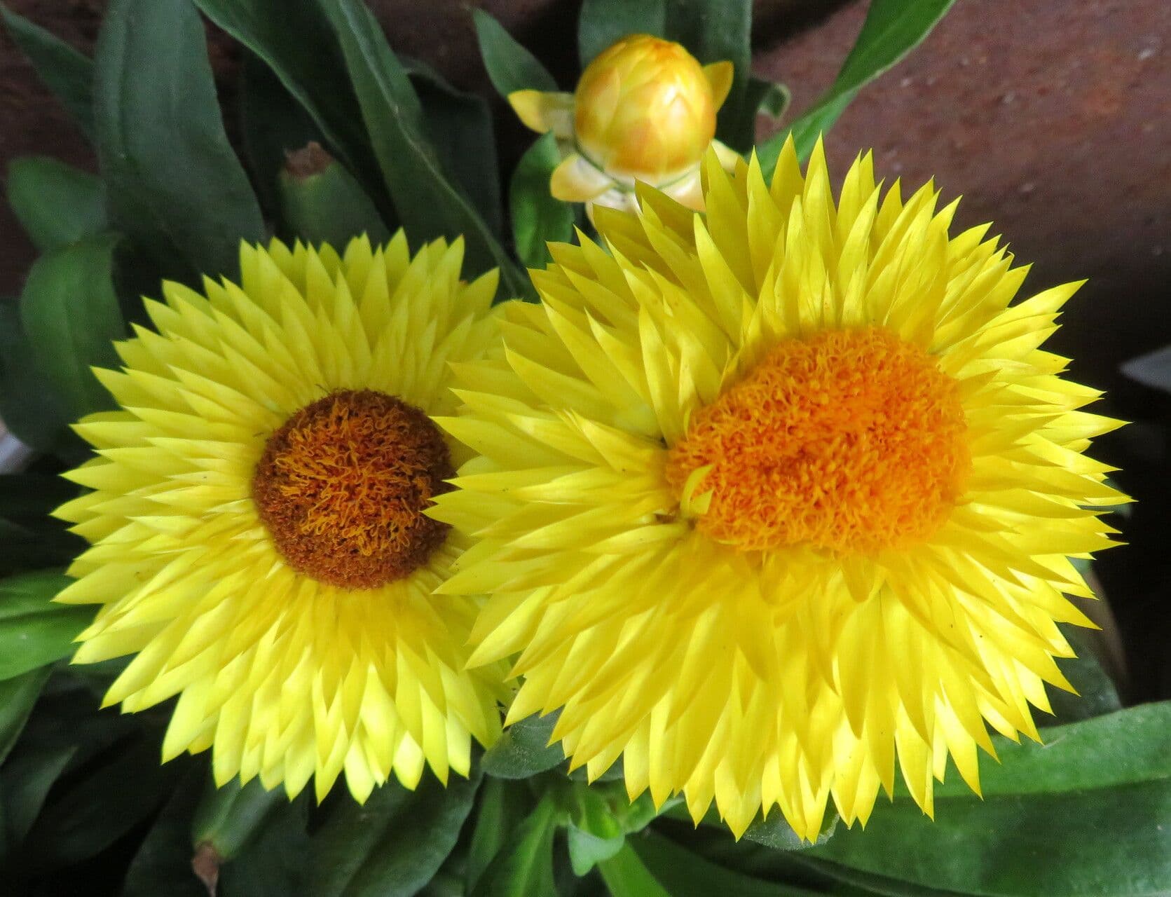 Xerochrysum bracteatum