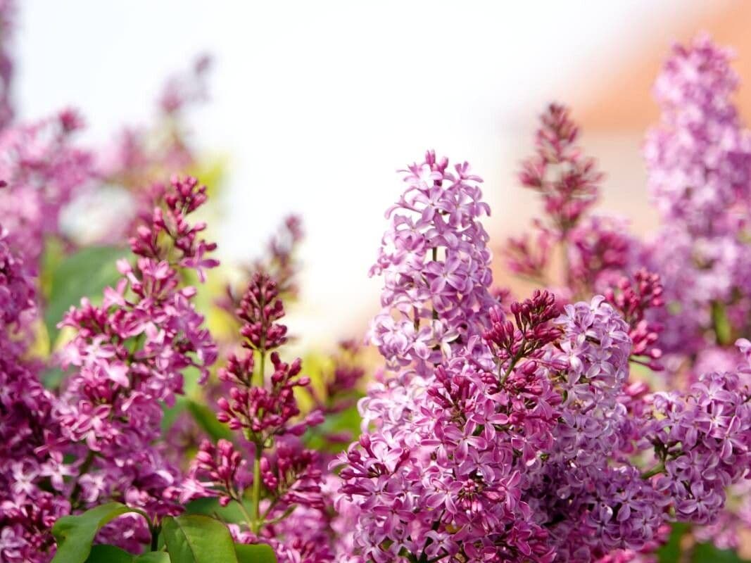 Syringa persica