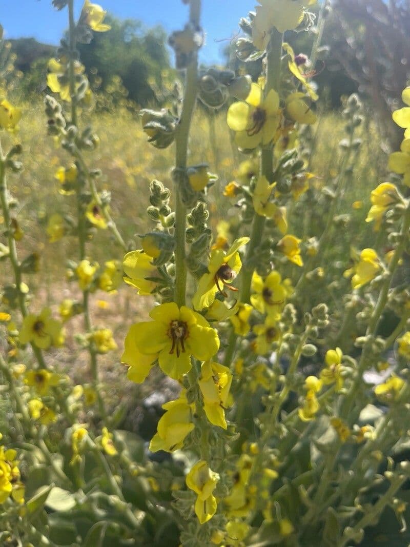 Verbascum nevadense