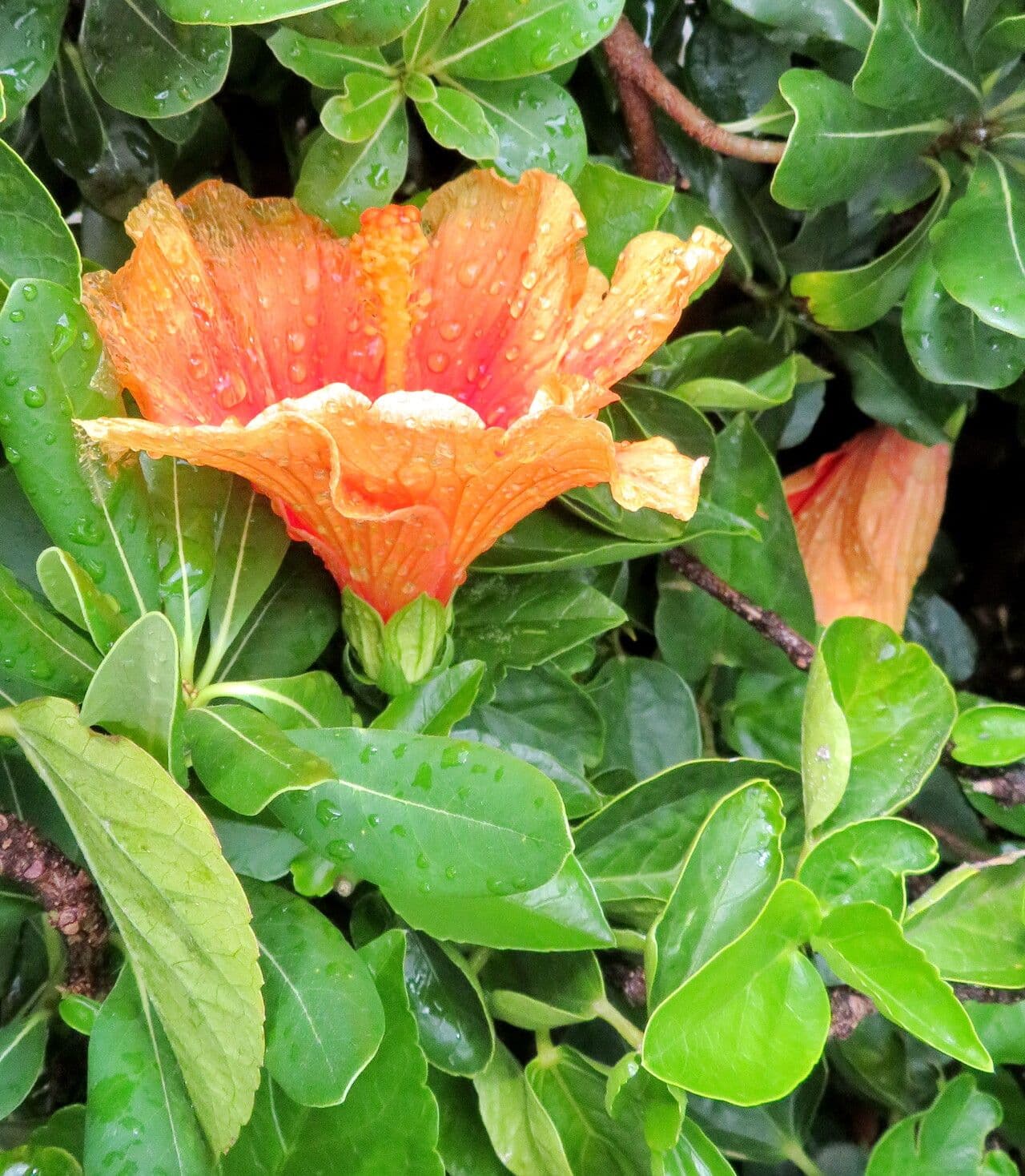 Hibiscus moscheutos