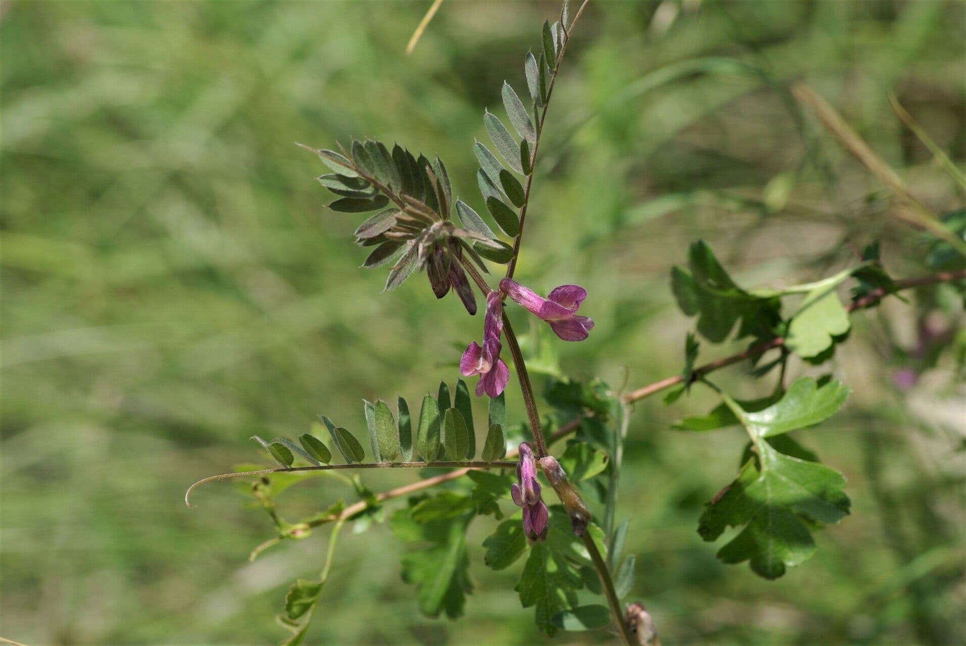 Vicia pannonica