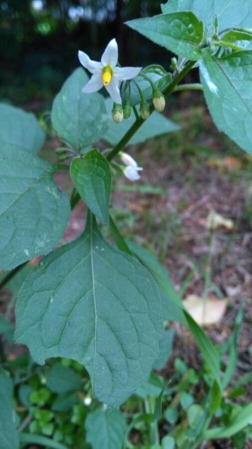 Solanum americanum