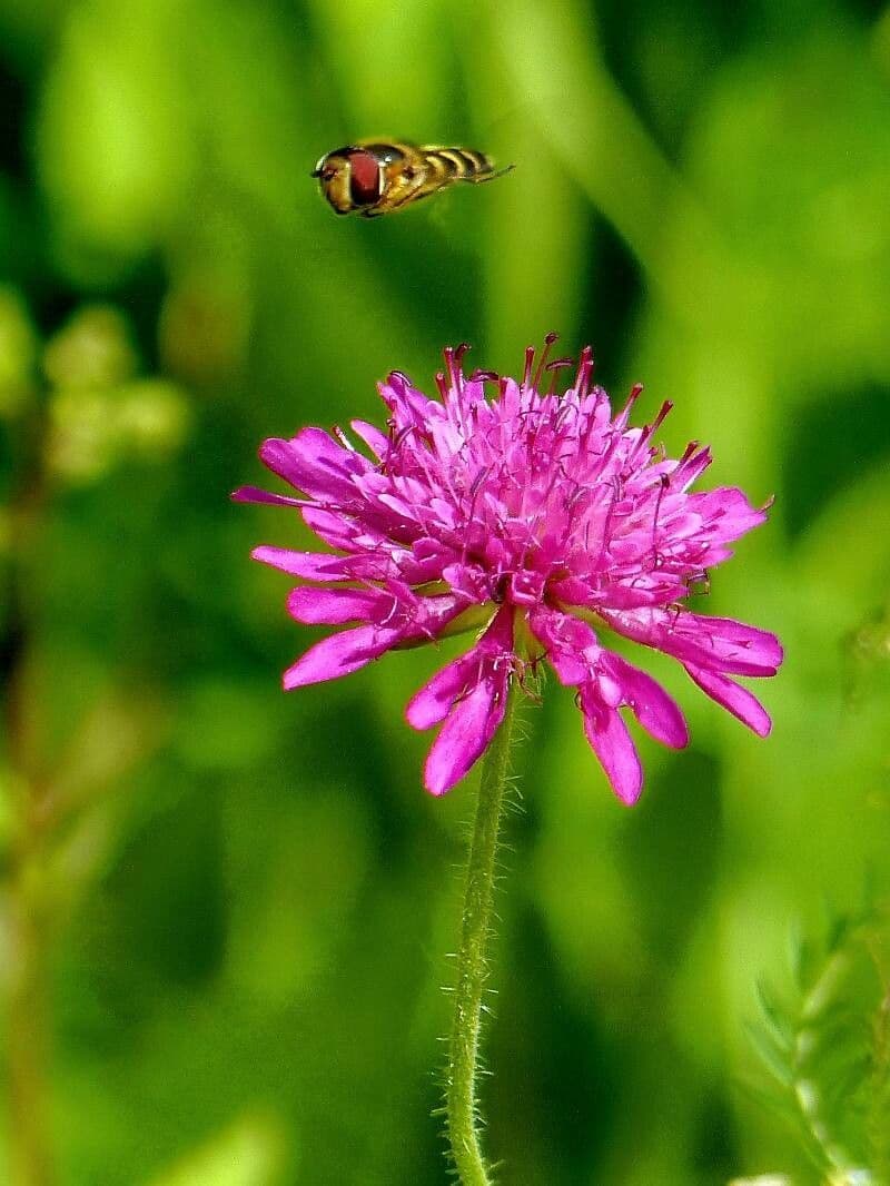 Knautia macedonica