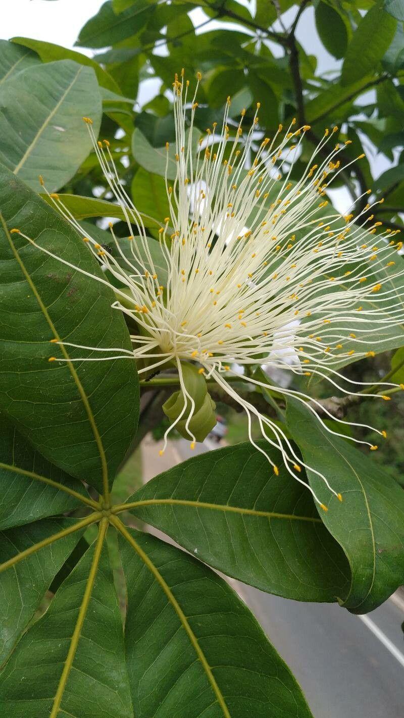 Pachira glabra