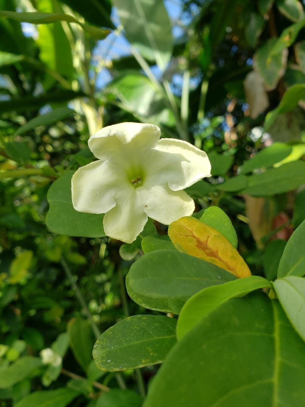 Brunfelsia americana