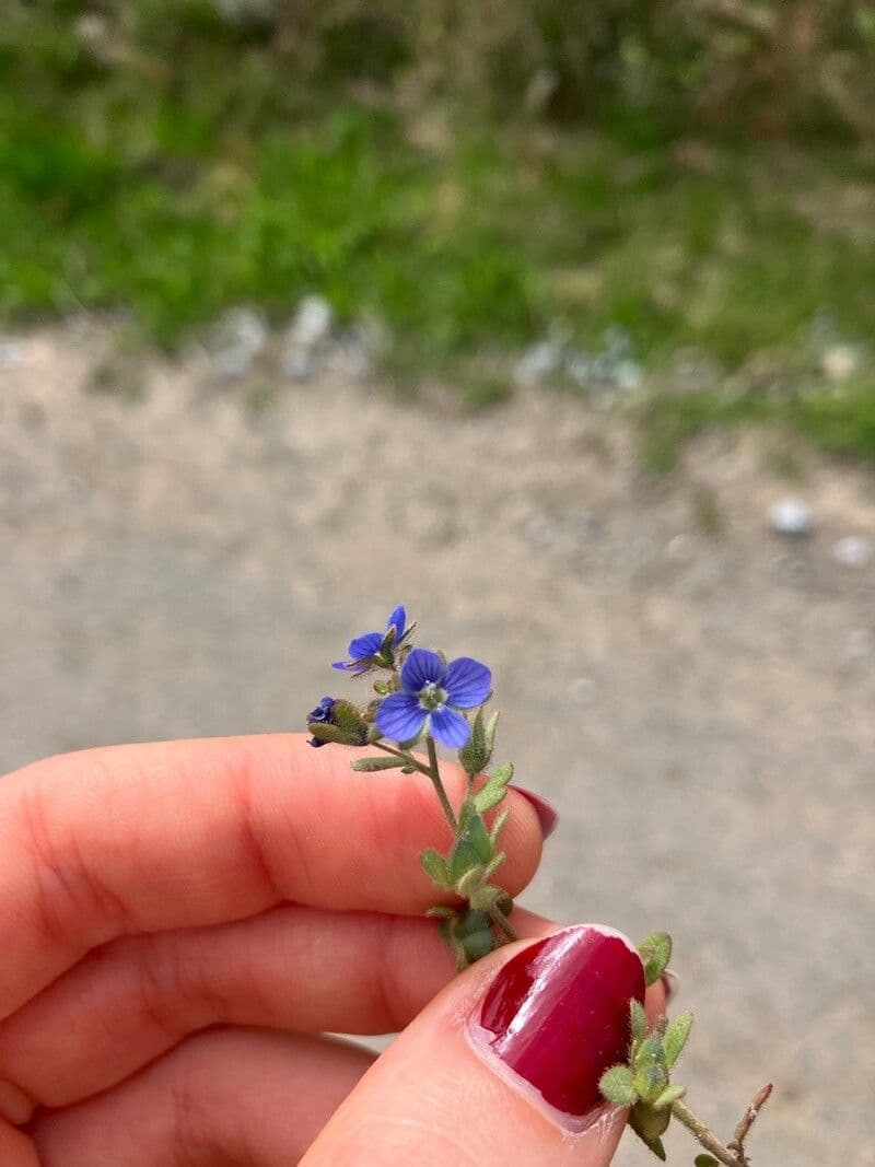 Veronica triphyllos