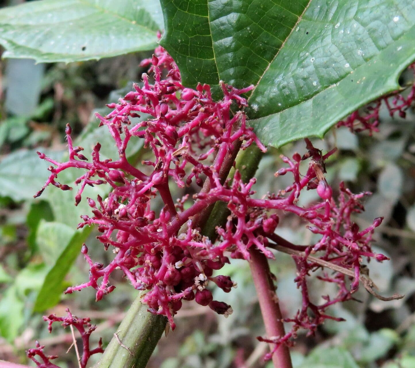 Urera baccifera