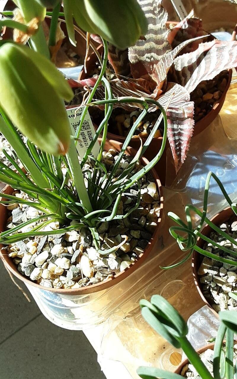 Albuca spiralis