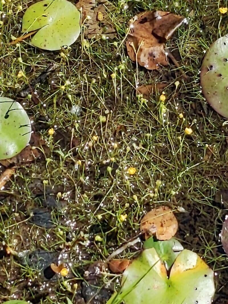 Utricularia gibba