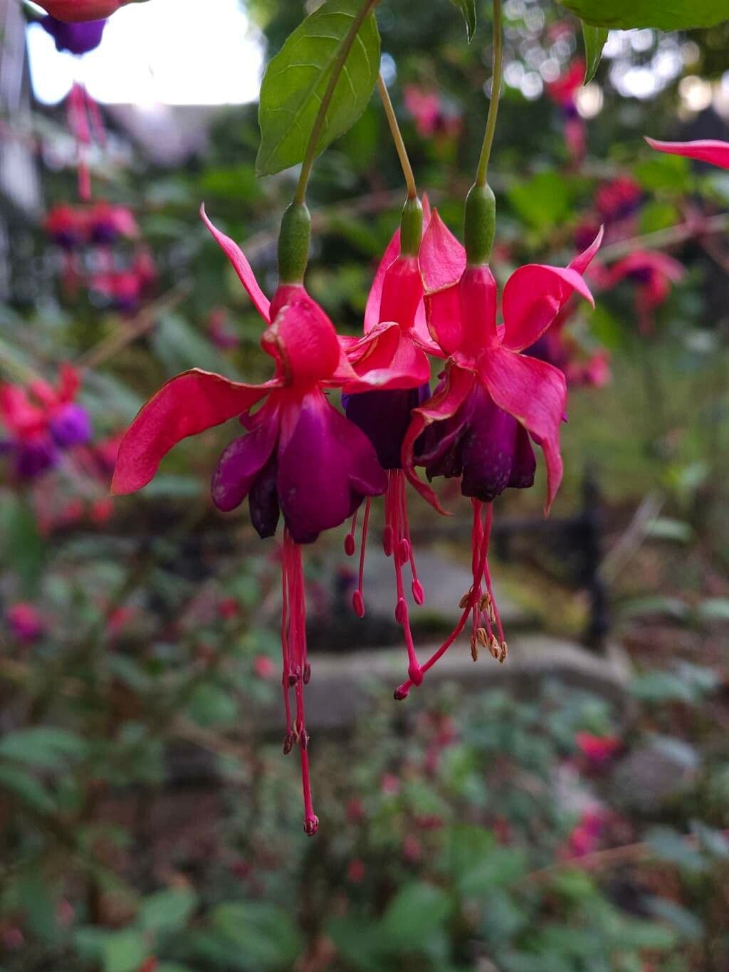 Fuchsia magellanica