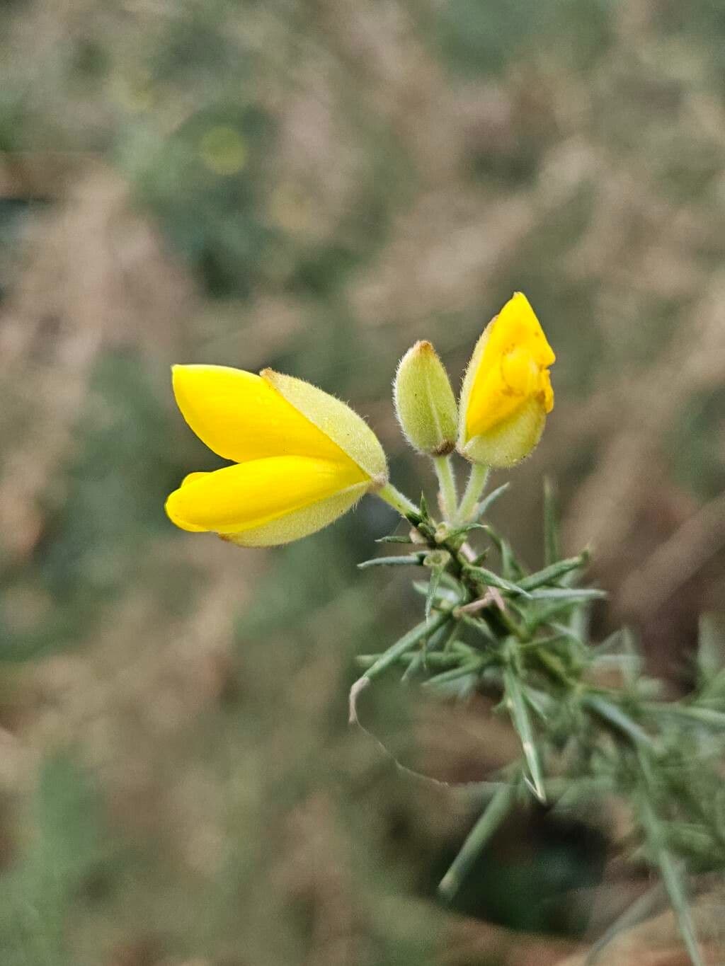 Ulex minor