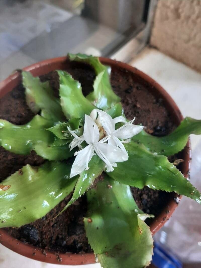 Cryptanthus acaulis