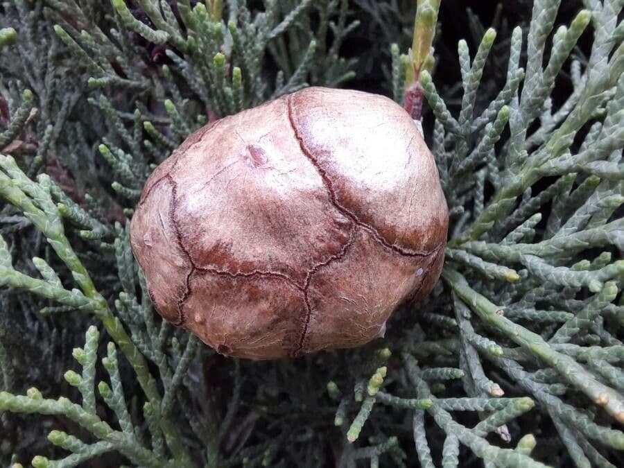 Cupressus sempervirens