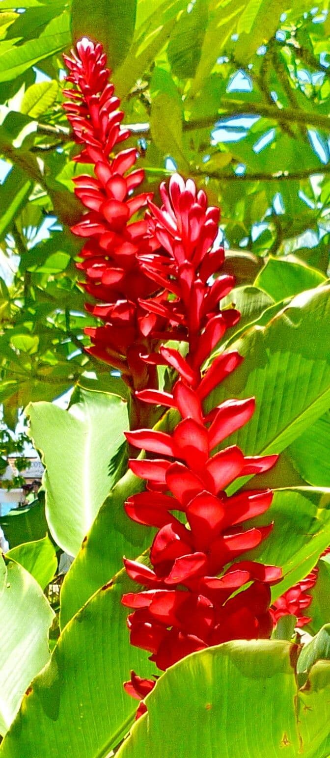 Alpinia purpurata