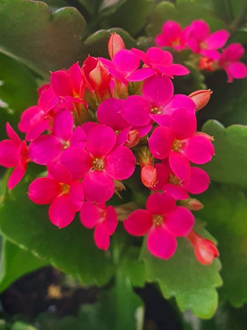 Kalanchoe crenata