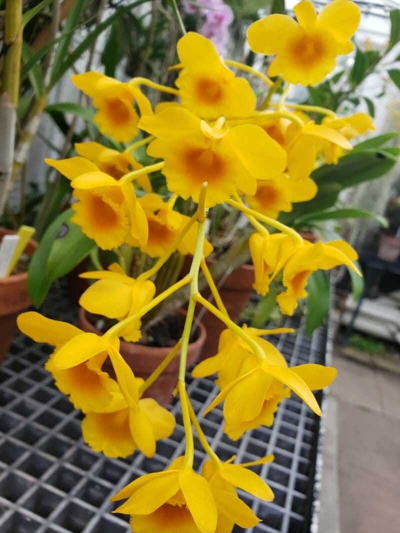 Dendrobium chrysotoxum