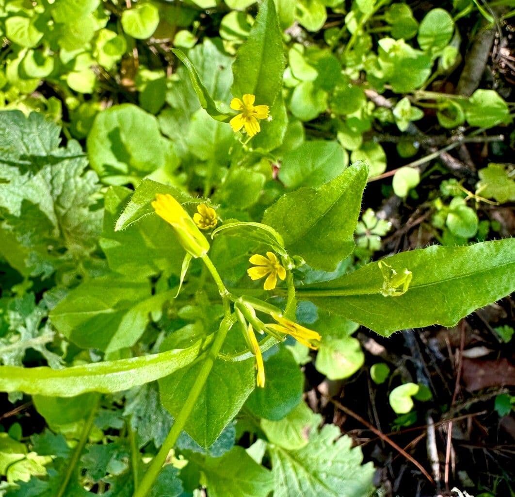Rhagadiolus edulis