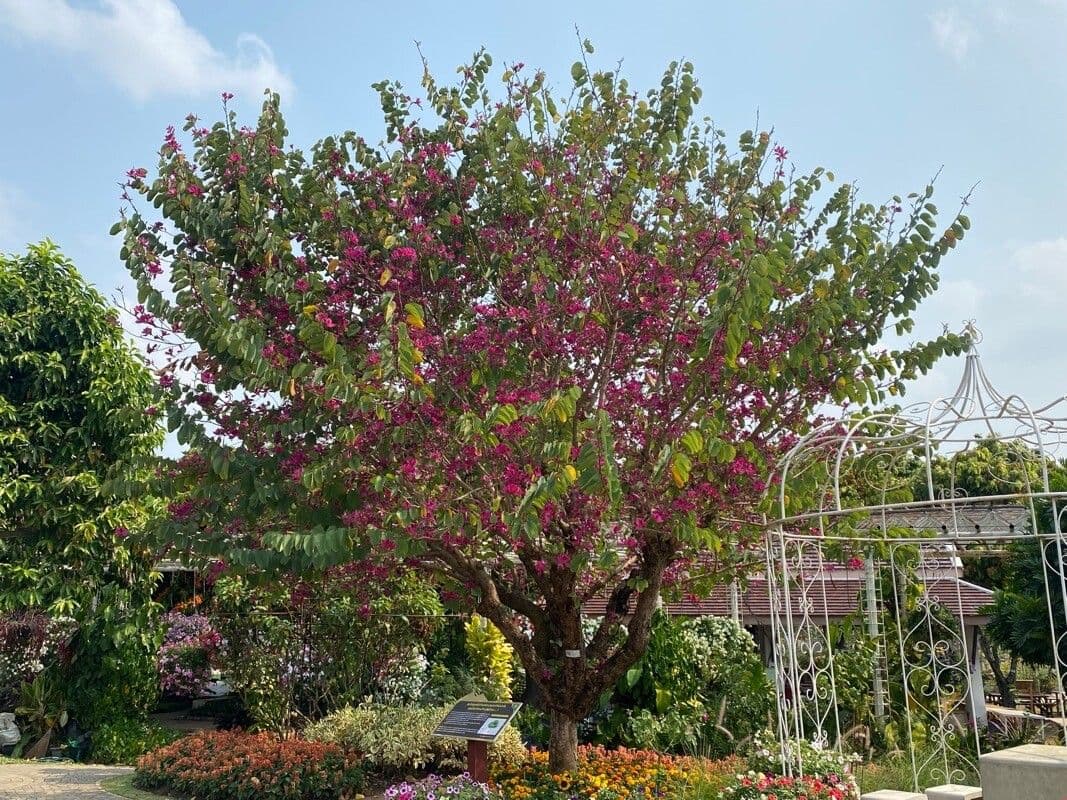 Bauhinia purpurea