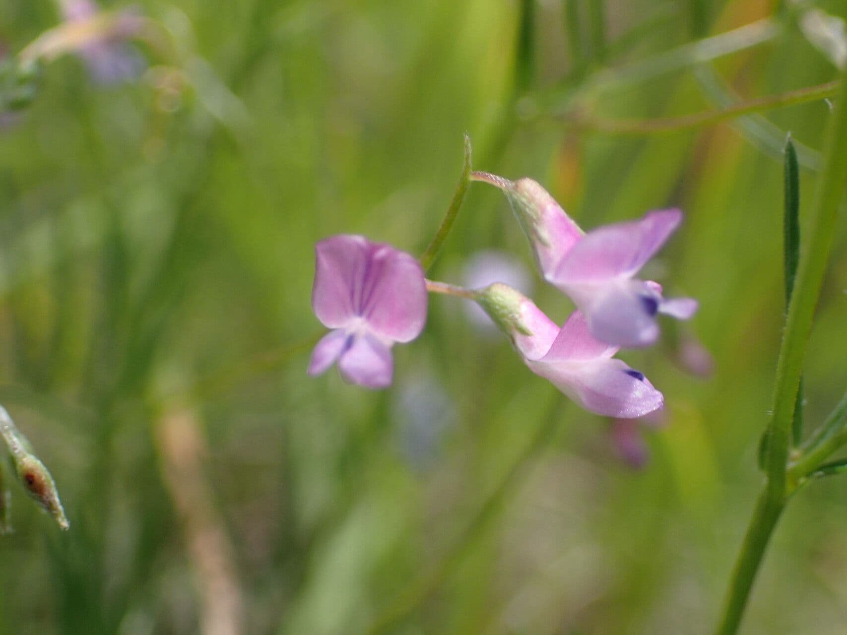 Vicia parviflora