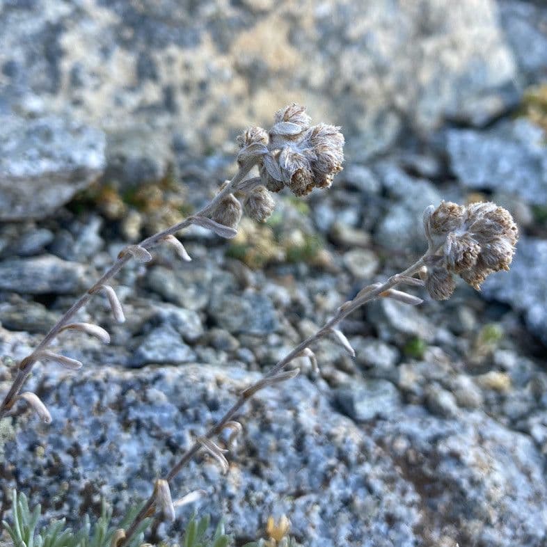 Artemisia umbelliformis