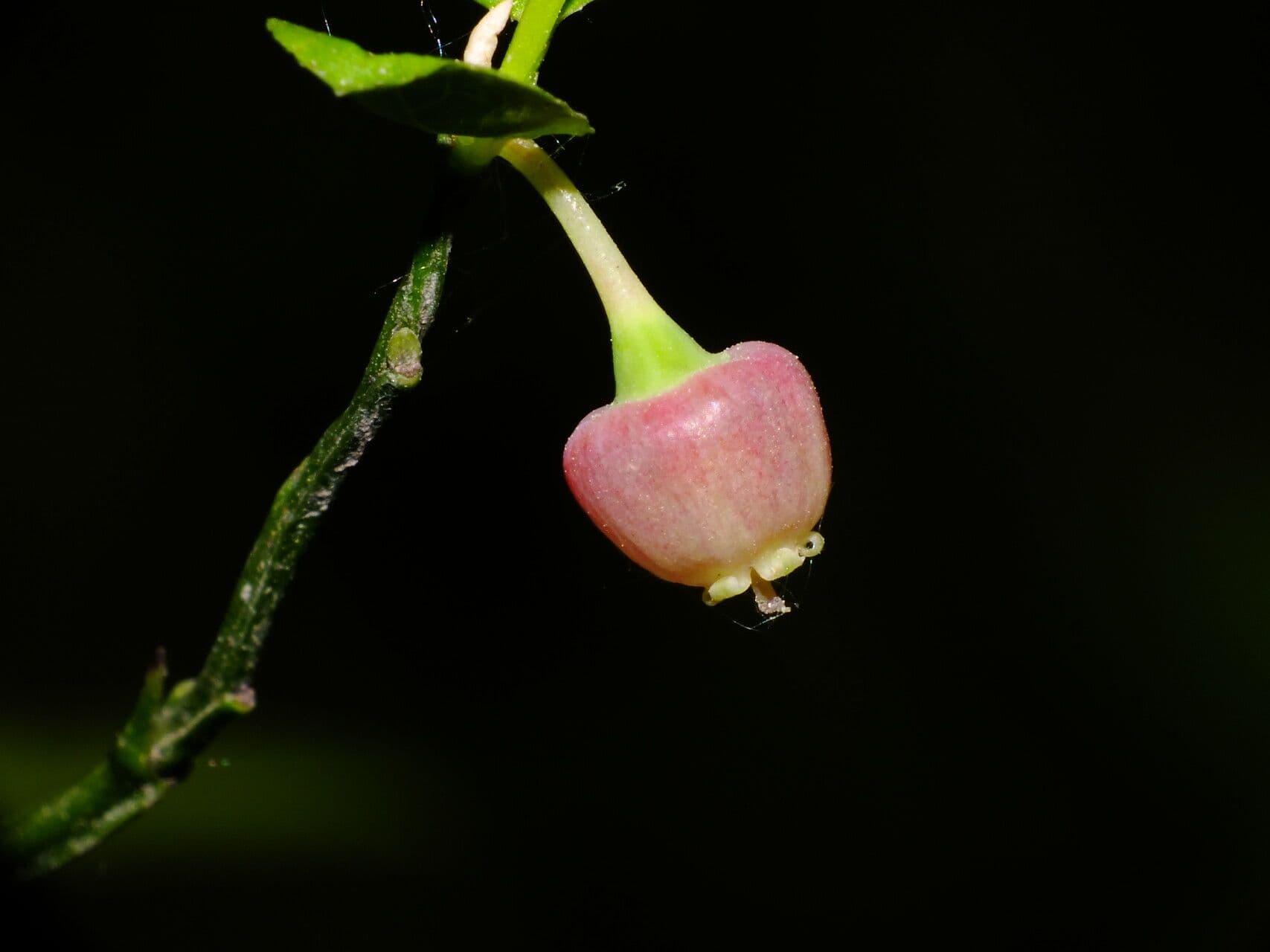 Vaccinium myrtillus