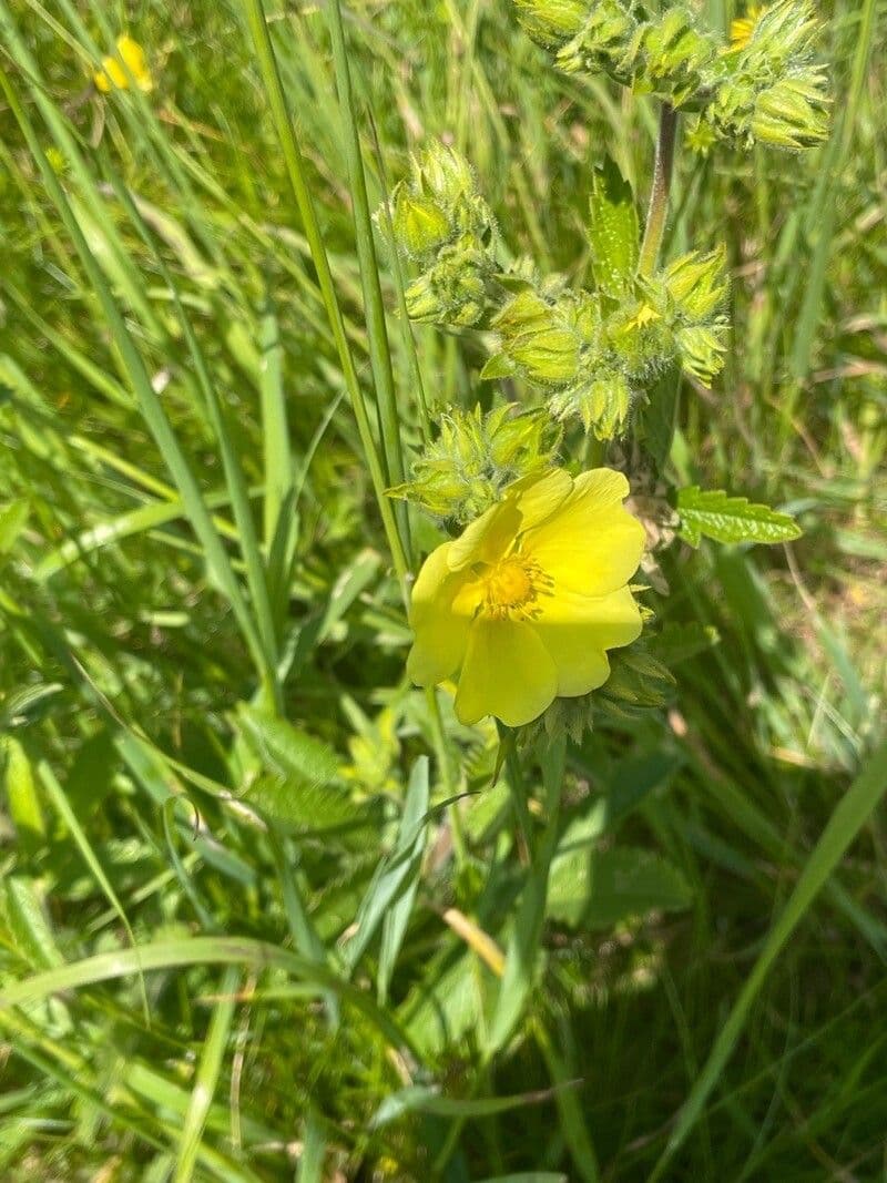 Potentilla recta