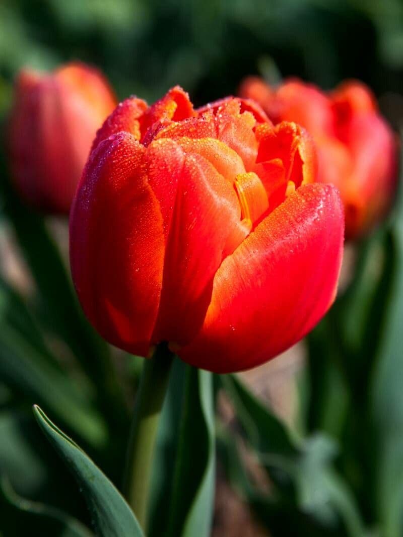 Tulipa agenensis